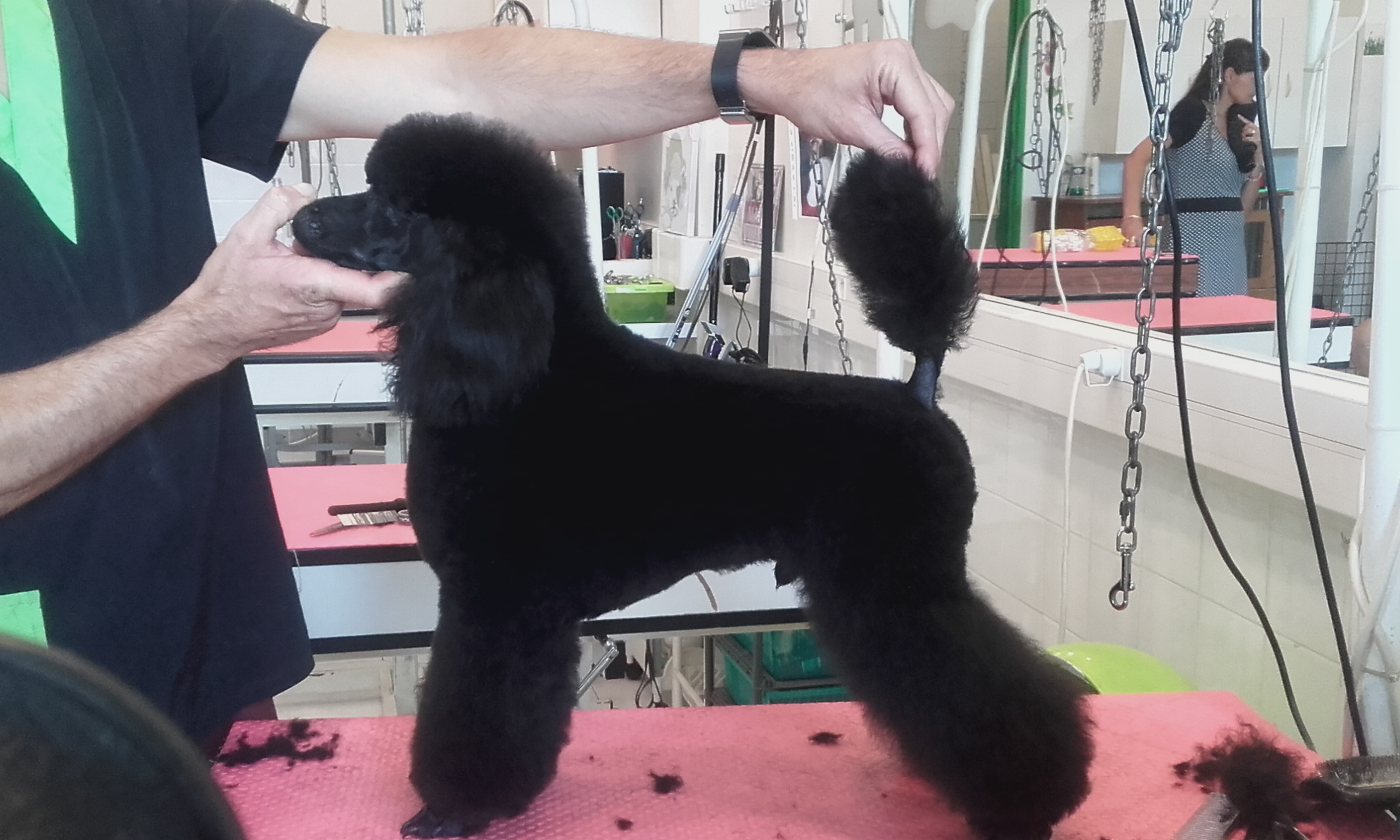 L'ELEVAGE DU ROYAUME DE L'OLYMPE CANIN | Société Centrale Canine